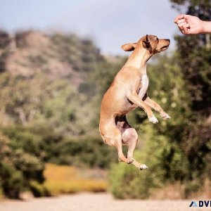 Best Dog Trainer in Faridabad  Expert Guidance