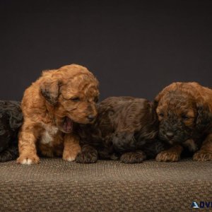 Best Dog Breeders in Alberta - Find Your Perfect Puppy Companion