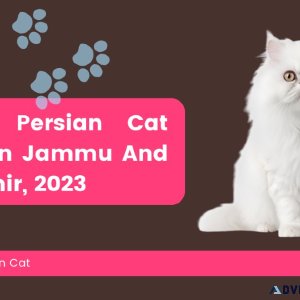 White Persian Cat Price in Jammu And Kashmir 2023