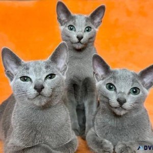 Beautiful Russian Blue Kittens for Sale