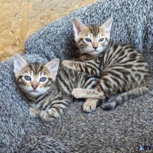 Stunning Full Pedigree Bengal kittens