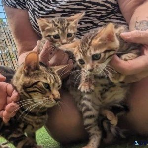 ready now tica registered Bengal kittens