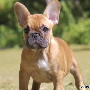 Female French bulldog for sale 2000