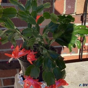 Christmas cactus