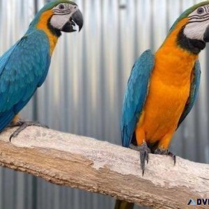 Tame Baby Blue and Gold Macaw