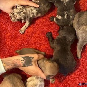 Cane corso French bull dog for sale