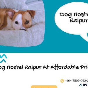 Dog Hostel Raipur At Affordable Price