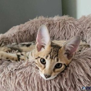 F7 Savannah Kittens for sale