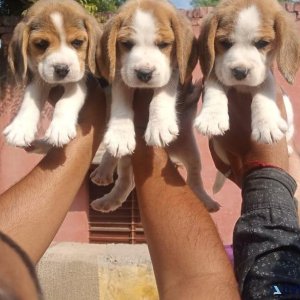 Sweet and friendly Beagle pup in 7300930479