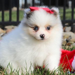 Pomeranian tiny purebred female puppy on hold