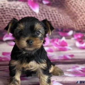 Beautiful Yorkie puppies