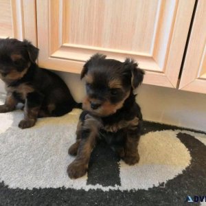 YORKSHIER TERRIER PUPPIES