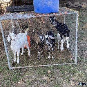 Small herd of goats