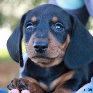 Miniature Dachshund  long hair