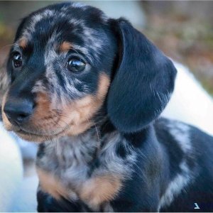 Miniature Dachshund retired female