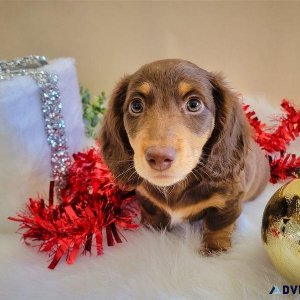 Miniature dachshund puppies