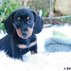 Miniature Long Haired Dachshund puppies