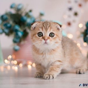 Healthy munchkin kittens for adoption