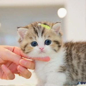 Adorable munchkin kitten for rehoming