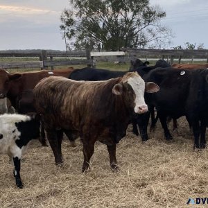 Beef cattle for sale