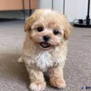 Maltipoo male and female puppies only