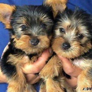 Lovely Yorkie Puppies