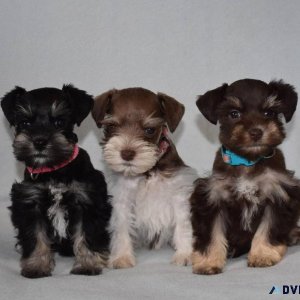 miniature schnauzer puppies