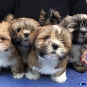 Adorable Lhasa Apso Puppies