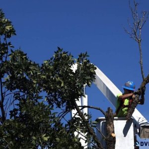 DANGEROUS TREE REMOVAL