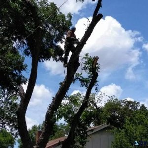 FAMILY TREE SERVICE