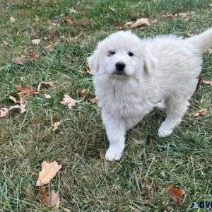 Great Pyrenees