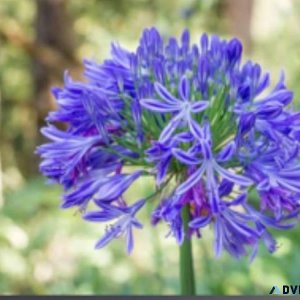 Agapanthus