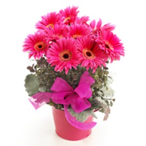 Pink gerbera