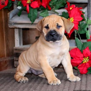 Healthy and loveable boerboel puppies available7300930479