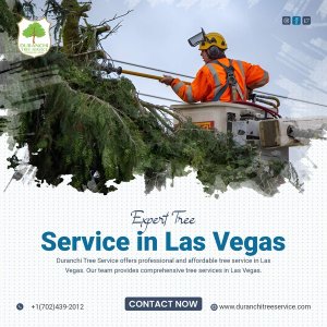 Las vegas tree service experts | quality tree care