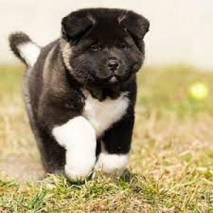 Top qualities akita pups available for sell7300930479