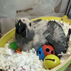 Hand fed babies african grey parrots for sale