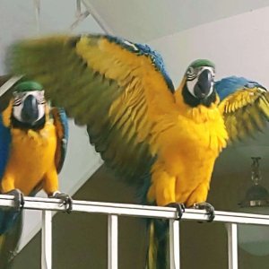 Ois blue and gold macaws ready for lovely home