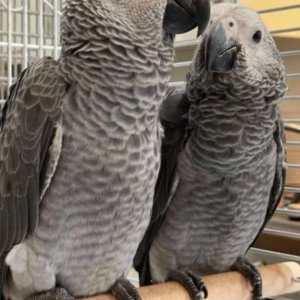 Gshb very friendly african grey parrots