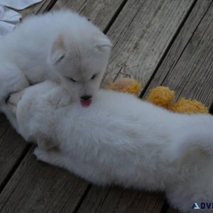 Pure breed Samoyed babies for sale