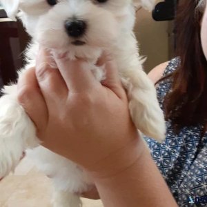 Triumphant Maltese puppies