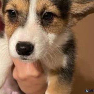 Corgi puppies now available