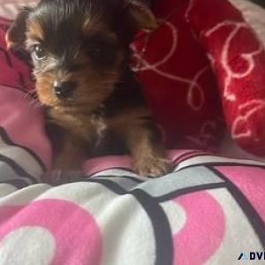 Talented Yorkie puppies ready now