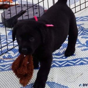 Potty Trained Labrador Retriever Puppies