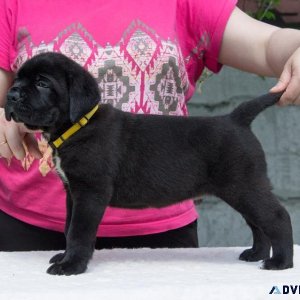 Cane Corso puppies for adoption