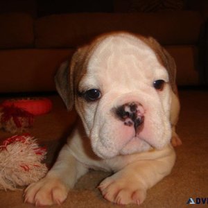 English Bulldog 2 Females LEFT