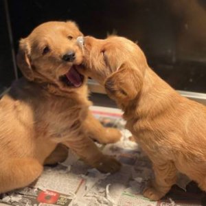 Purebred golden retriever puppies