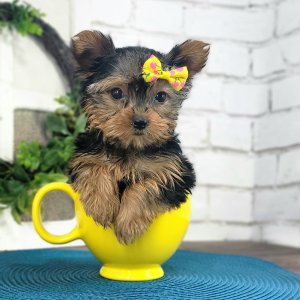 Attractive teacup yorkie puppies