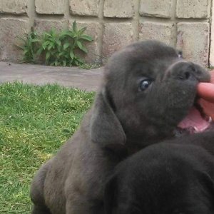 Cane corso puppies for sale import line7300930479