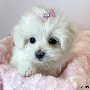 Loving Maltese Puppy